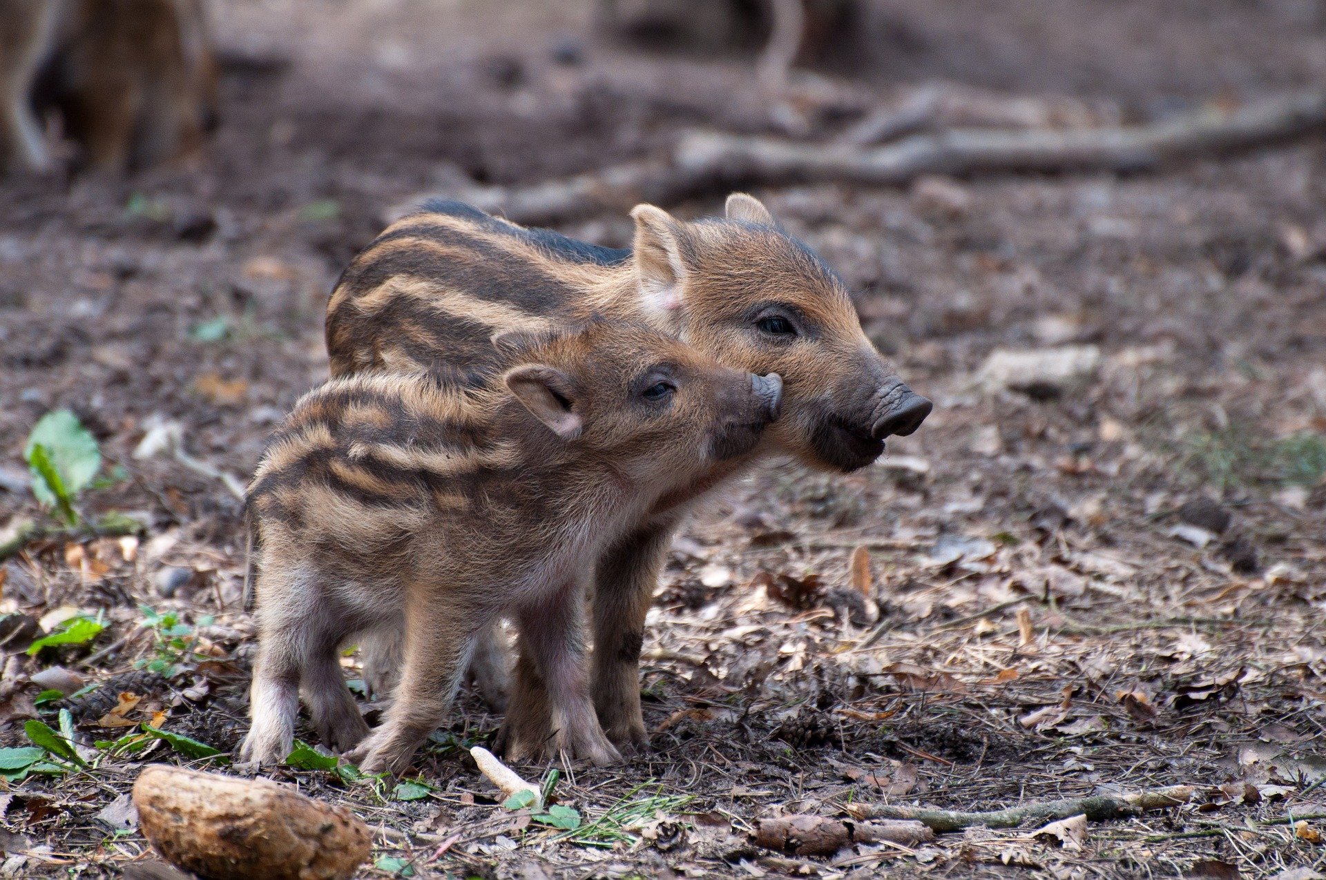 wildschweinchen copyright magenbrot via pixabay.jpg