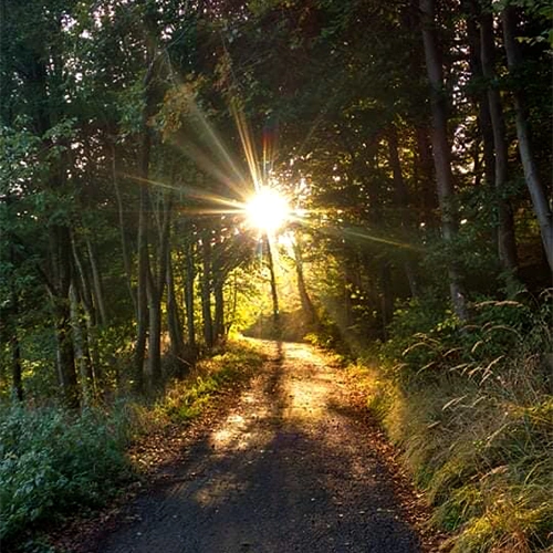 waldexpedition natur2