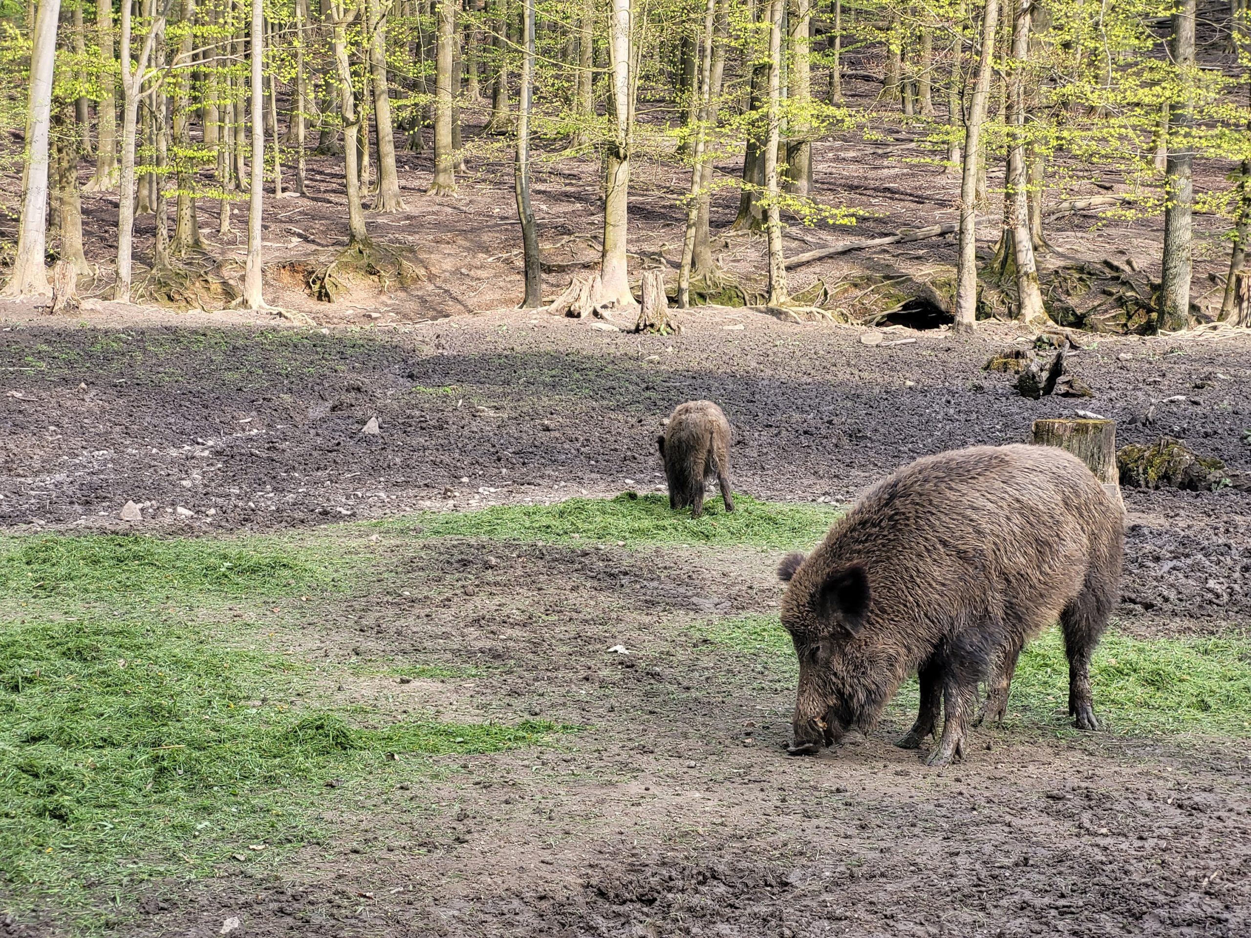 wildgehege copyright stadtmarketing witten gmbh komprimiert.jpg